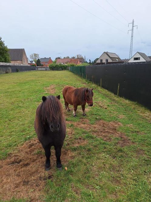 Shetlanders ruintjes, Dieren en Toebehoren, Pony's, Ruin, Onbeleerd, Recreatiepony, 7 tot 10 jaar, Ontwormd