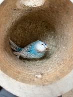 Grasparkiet, Dieren en Toebehoren, Vogels | Overige Vogels