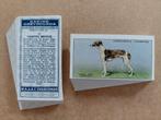 Racing Greyhounds complete set 50 chromos honden REPRO, Ophalen of Verzenden, 1980 tot heden, Zo goed als nieuw, Dier