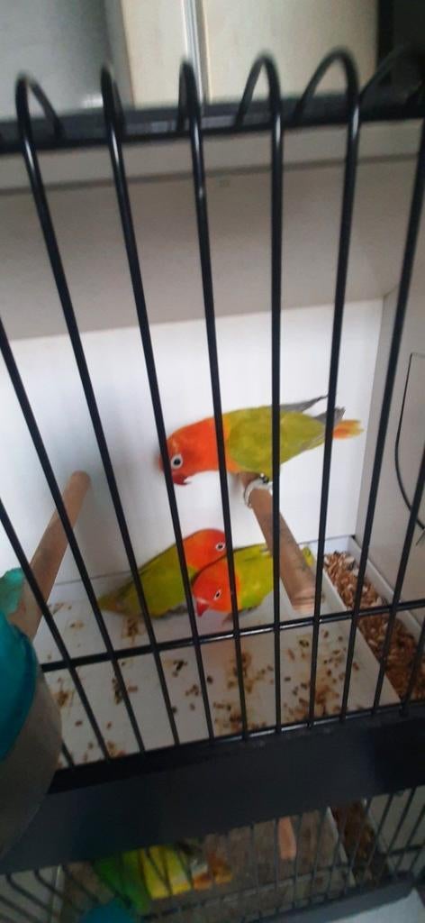 Fisherie dilute opaline, Meerdere dieren, Dwergpapegaai of Agapornis, Geringd