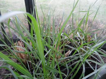 Lampenpoetsersgras (pennisetum) 50stuks beschikbaar voor biedingen