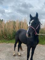 2- jarige ruin te koop, Dieren en Toebehoren, Paarden, Ruin