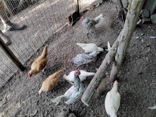 SEBRIGHT KIPPETJES, Dieren en Toebehoren, Pluimvee