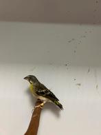 1-1 citroenborst edelzanger ( in nl ), Dieren en Toebehoren, Vogels | Overige Vogels, Meerdere dieren, Tropenvogel
