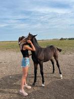 Veulen te koop, Dieren en Toebehoren, Paarden, Hengst, Springpaard, Met stamboom, 0 tot 2 jaar