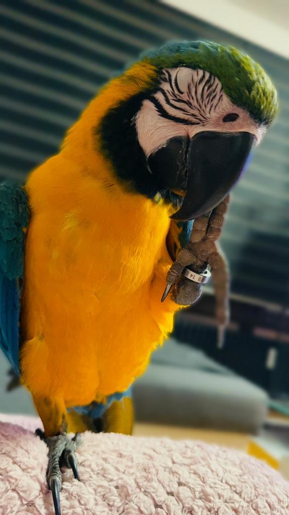 Je vends mon perroquet ara, Dieren en Toebehoren, Vogels | Parkieten en Papegaaien, Papegaai