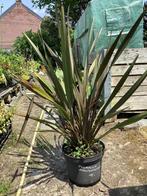 Phormium, Tuin en Terras, Planten | Tuinplanten, Ophalen, Volle zon, Vaste plant, Siergrassen