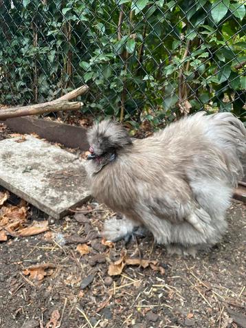 Jonge zijdehoend haan, Dieren en Toebehoren, Mannelijk, Kip