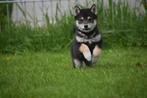 Shiba Inu pups nieuw nestje, Dieren en Toebehoren, Honden | Poolhonden, Keeshonden en Oertypen, CDV (hondenziekte), Meerdere, 8 tot 15 weken
