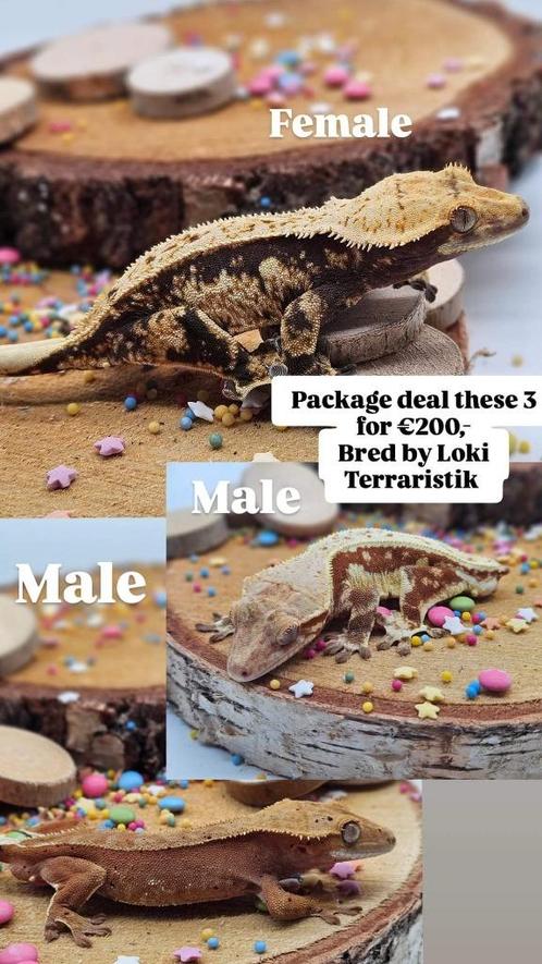 2.1 Package deal mooie kleuren wimpergekko's man & vrouw, Animaux & Accessoires, Reptiles & Amphibiens, Lézard, 0 à 2 ans, Domestique