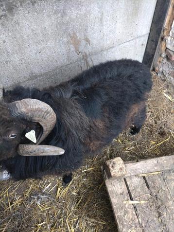 Oussant bok  beschikbaar voor biedingen