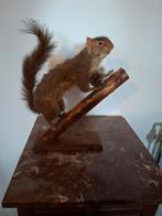 Opgezet eekhoorntje, Enlèvement