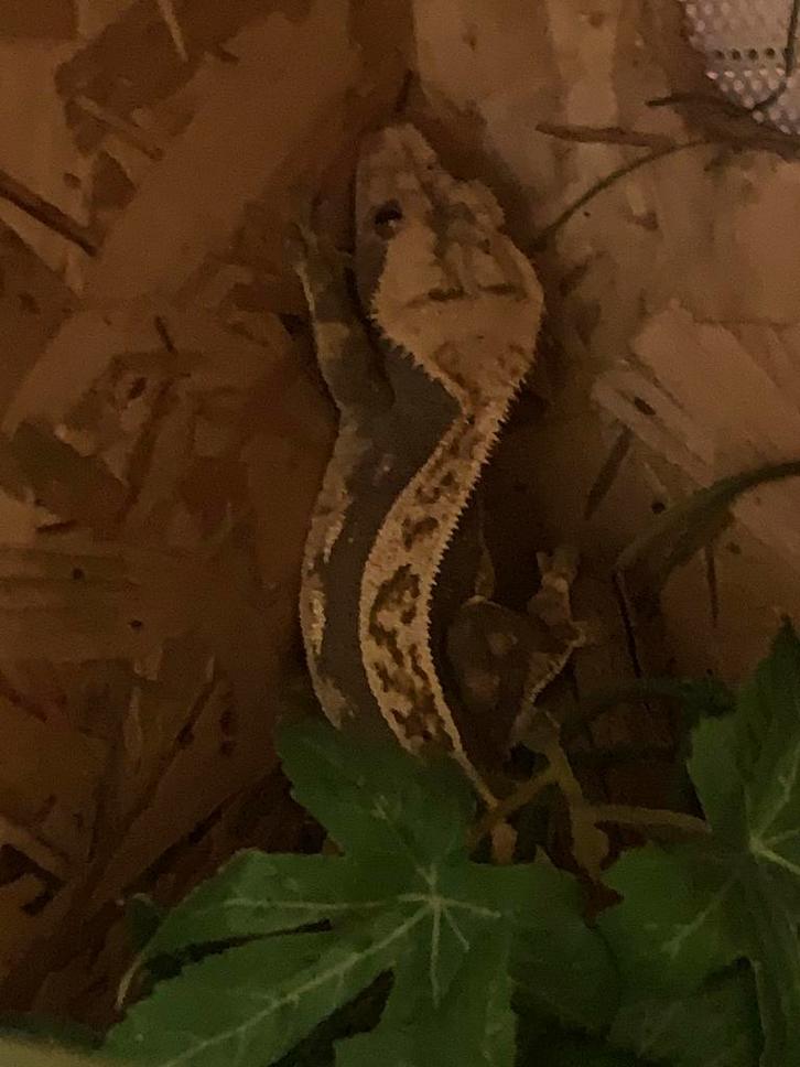 Wimpergekko mannen, Animaux & Accessoires, Reptiles & Amphibiens, Lézard, 0 à 2 ans