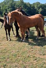 Prachtige jaarling, Dieren en Toebehoren, Paarden, Hengst