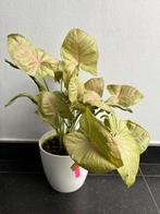 Syngonium podophyllum 'Neon Robusta' exclusief buitenpot, Autres espèces, En pot, Moins de 100 cm, Enlèvement