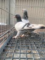 Super takla bozz, Dieren en Toebehoren, Vogels | Duiven