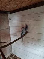 Koppel Halsband parkieten bijna 1 jaar oud, Dieren en Toebehoren, Vogels | Parkieten en Papegaaien