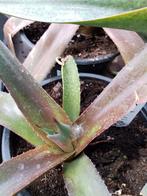 mangave redwing, Tuin en Terras, Ophalen of Verzenden