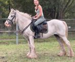 13 jarige Tinker met een gouden hartje, VANDAAG OPHALEN️, Merrie, Minder dan 160 cm, L, Gechipt