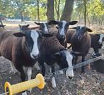Zwartbles ramlammeren, Dieren en Toebehoren, Schapen, Geiten en Varkens, Mannelijk, Schaap, 0 tot 2 jaar