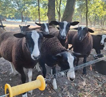 Zwartbles ramlammeren beschikbaar voor biedingen