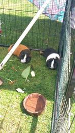 Handtamme Cavia's te koop, Dieren en Toebehoren, Knaagdieren, Vrouwelijk, Cavia, Tam