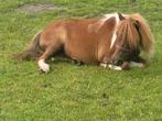 Drachtige  mini, Dieren en Toebehoren, Merrie, A pony (tot 1.17m), Gechipt