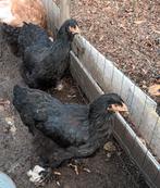 trio brahma's, Dieren en Toebehoren, Pluimvee, Meerdere dieren, Kip