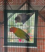 Lovebirds / dwergpapegaai, Dieren en Toebehoren, Vogels | Parkieten en Papegaaien, Meerdere dieren, Dwergpapegaai of Agapornis