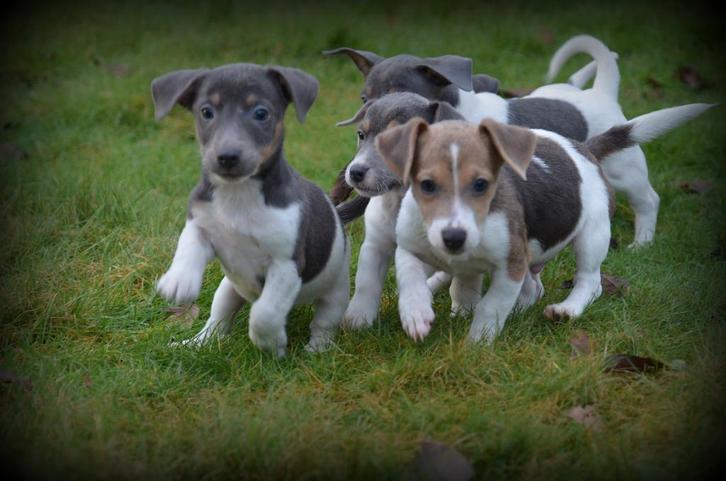Jack Russell pups, Dieren en Toebehoren, Honden | Jack Russells en Terriërs, Meerdere dieren, Jack Russell Terriër, Fokker | Professioneel