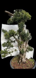 Taxus yamadori Bonsai, Enlèvement