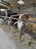 Engelse longhorn (drachtig) runderen, Dieren en Toebehoren, Runderen, Vrouwelijk, 3 tot 6 jaar