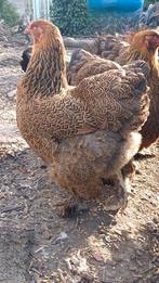 Oeufs grand brahma PMD