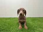 Gladharige standaard Teckel pups, België, Standaard, 8 tot 15 weken, Korthaar
