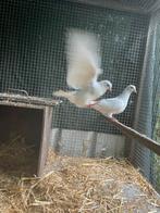 Nestkoppel witte kleine sierduiven, Dieren en Toebehoren, Vogels | Duiven