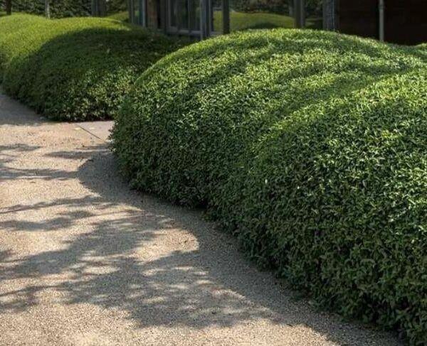 ‼️Osmanthus Burkwoodii aan promoprijzen ‼️, Tuin en Terras, Planten | Struiken en Hagen, Taxus, Ophalen