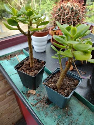 jonge plantjes crassula ovata (jadeplant)