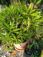 Olieander plant, Jardin & Terrasse, Plantes | Jardin, Enlèvement