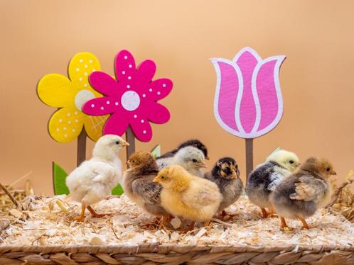 Wyandotte groot kuikens, gesekst en ingeënt, Dieren en Toebehoren, Pluimvee, Kip, Vrouwelijk