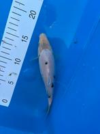 Tosai bekko., Animaux & Accessoires, Poissons | Poissons d'étang