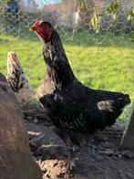 Brahma groothoender haan zwart, Dieren en Toebehoren, Mannelijk, Kip