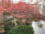 Acer Palmatum, Tuin en Terras, Planten | Bomen, Halfschaduw, Ophalen, 100 tot 250 cm