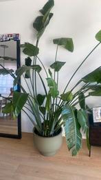 Strelitzia, Ophalen, Palm, Halfschaduw, In pot