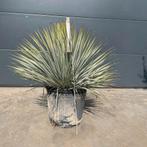 ‼️yucca rostrata rechtstreekse import spanje ‼️, Tuin en Terras, Bloembollen en Zaden, Ophalen