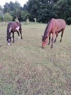 Mensgerichte 2 jaarse overo ruin en 9 jarige brave ruin, Dieren en Toebehoren, Paarden, Ruin, Minder dan 160 cm, Gechipt, 0 tot 2 jaar