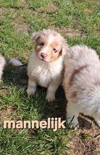 Lieve Australische herder pups op boerderij ouders aanwezig, België, CDV (hondenziekte), 8 tot 15 weken, Meerdere