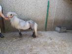 2 mooie stamboek shetland hengsten te koop, Dieren en Toebehoren, Pony's, Hengst, Gechipt