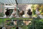Capucijn duiven, Dieren en Toebehoren, Vogels | Duiven