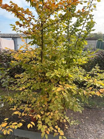 Carpinus Betulus, haagbeuk. beschikbaar voor biedingen