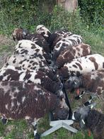 Bagger bonte schapen, Dieren en Toebehoren, Schapen, Geiten en Varkens